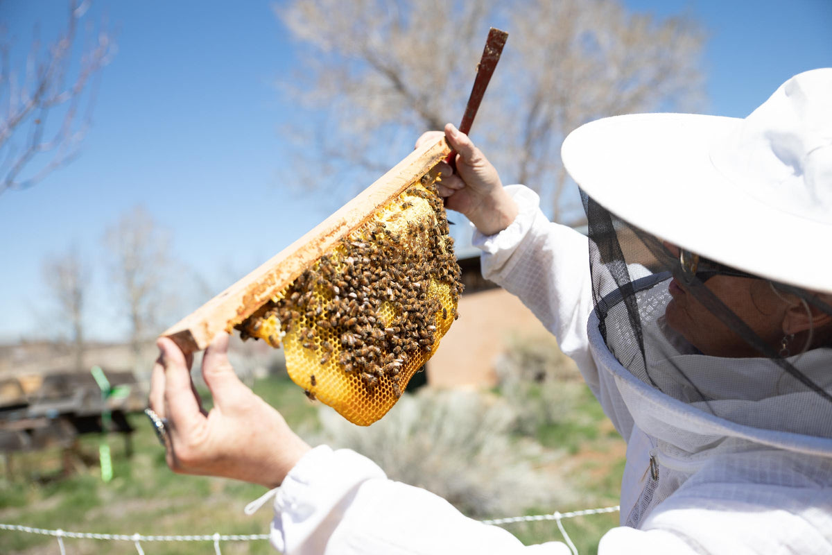 It's almost summer in the Taos Bee Apiary. – taosbee