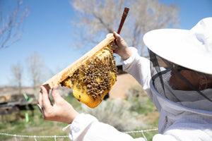 It's almost summer in the Taos Bee Apiary.